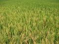 #3: I think the crop being grown is rice