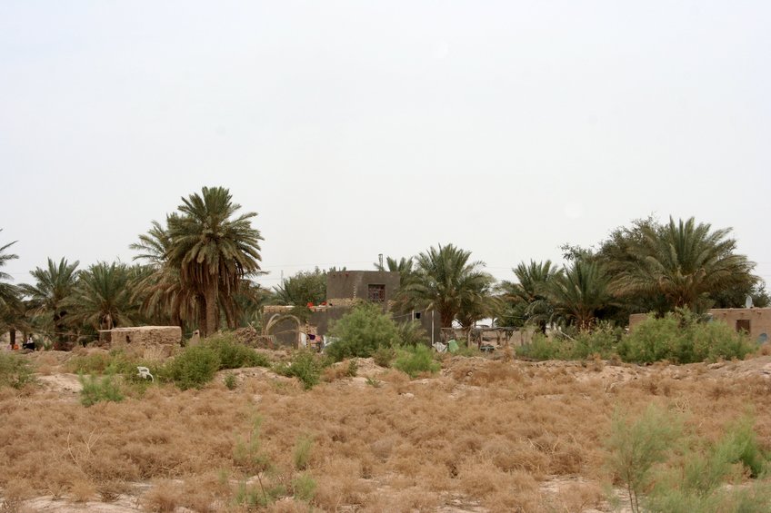 Houses and palm trees adjacent to the confluence point