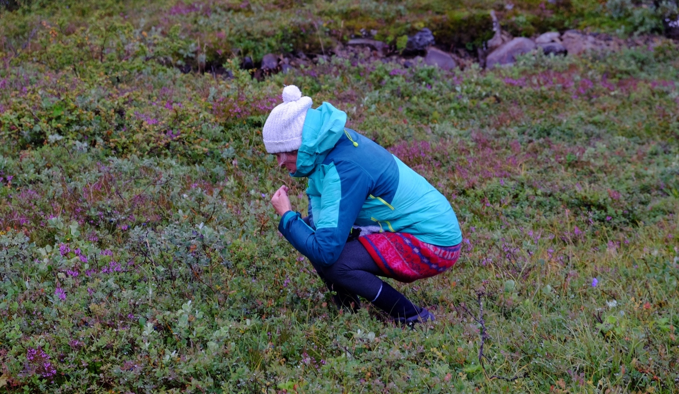 Visitor collecting Blueberries
