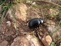 #7: Beetle nearby the confluence