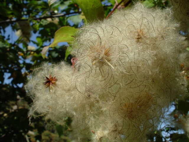 Blossoms of the chestnut tree, typical of the area