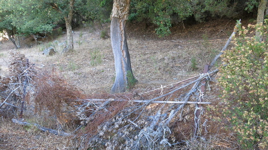 Harvested cork oak with fence in front