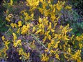 #7: Prickly bush with beutiful flowers