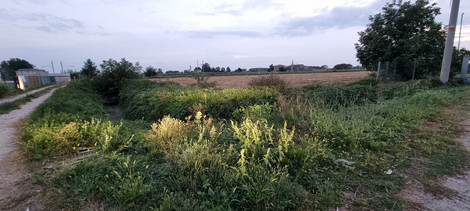 confluence field from street - ditch and thorn scrubs