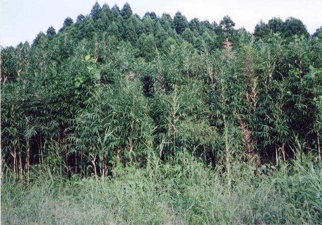A wall of bamboo