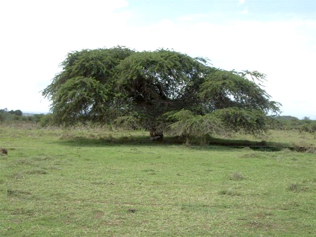 Tree south of the Confluence