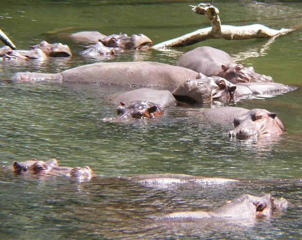 Hippos lounge at the lower pool of Mzima Springs