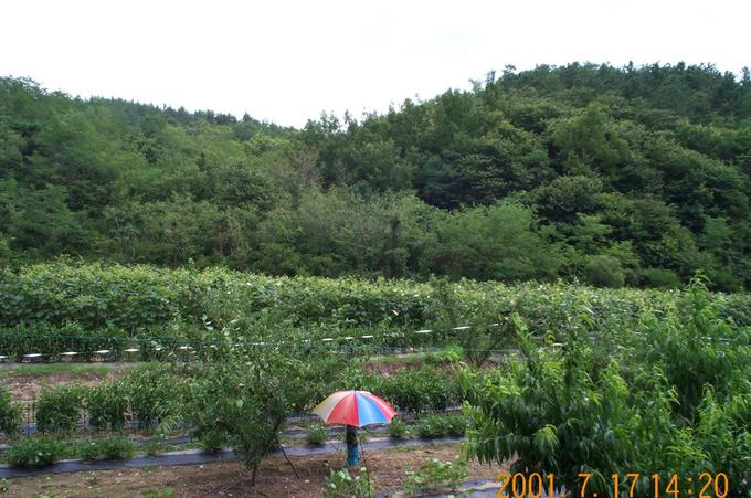 Looking east; about 20 meters into this orchard is the confluence point.
