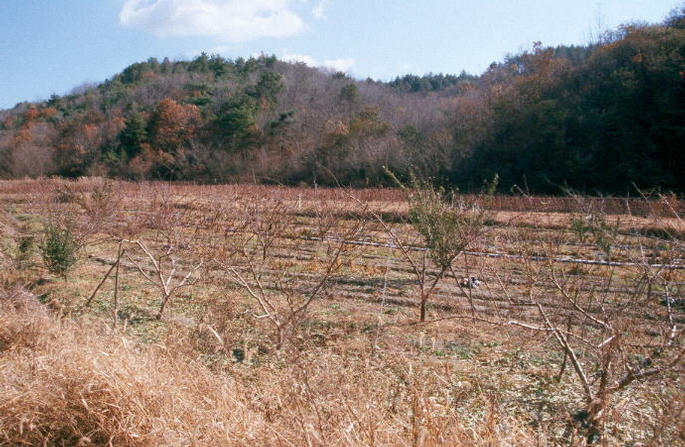 The confluence point is located on the terrain of a vineyard.