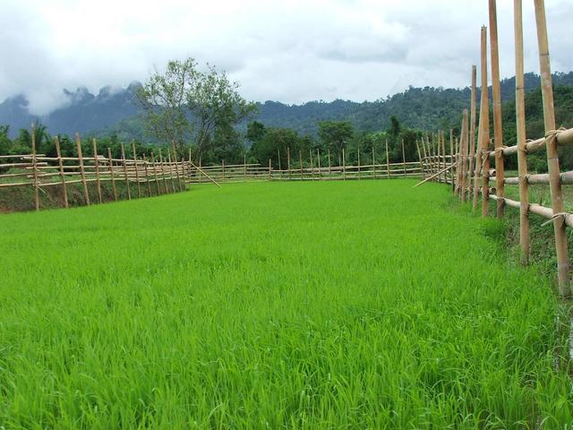 the rice field