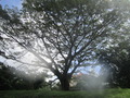 #7: A magnificent tree about 30 metres from the point