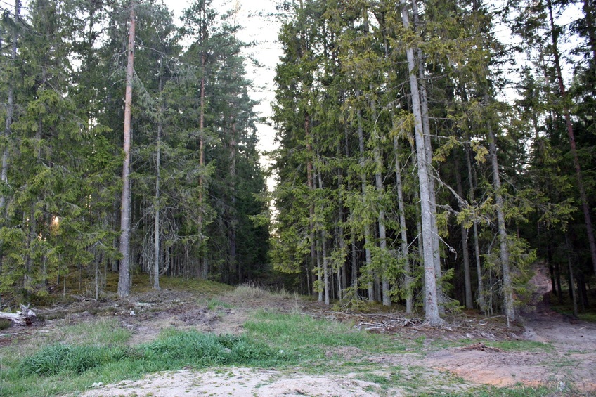 The beginning of logging road / Начало лесовозной дороги