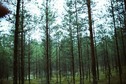 #6: Pine-tree forest at the CP