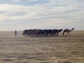 #8: Small camel caravan near al-Qatrūn