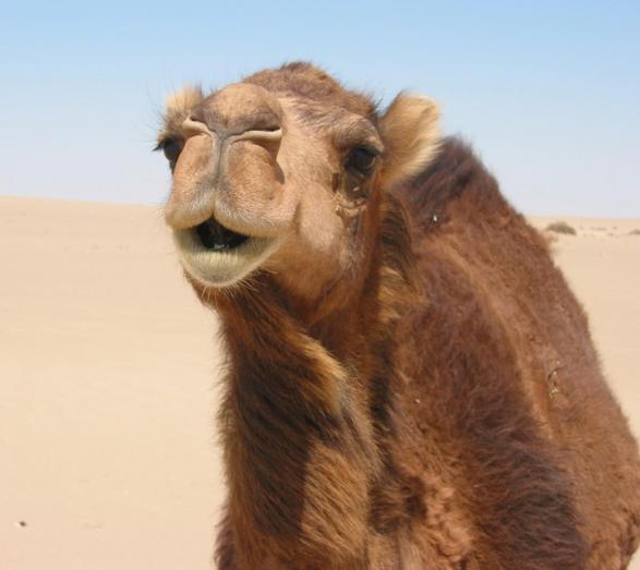 Portrait of a friendly camel
