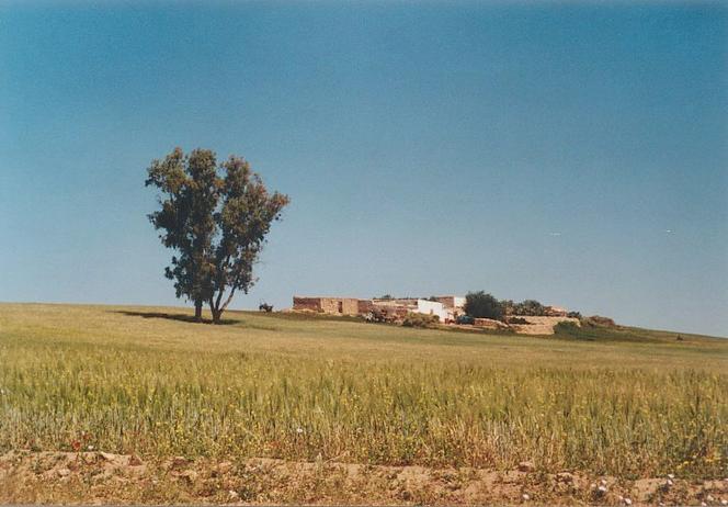Farmhouse and big eucalyptus tree 300 m east of the Confluence