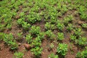 #10: The groundnut plants