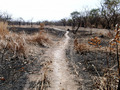 #7: Path through burned shrub forest plain