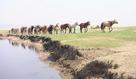 #7: Horses on the steppe
