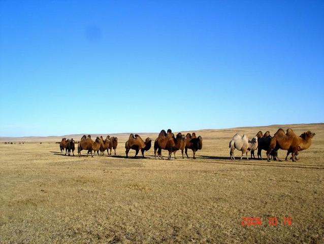 Camels near by