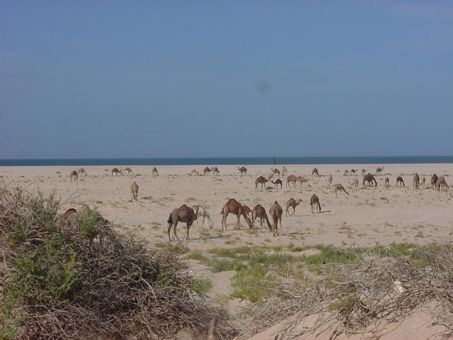 A herd of camels on the beach near the Confluence
