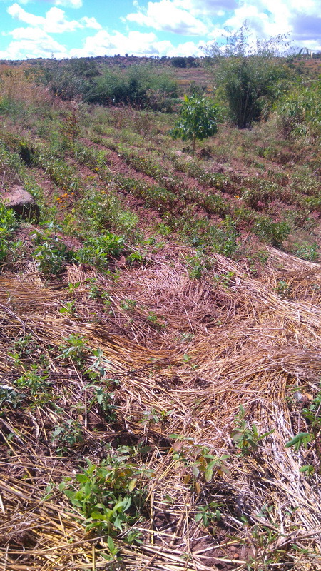Groundnut field at the point looking south