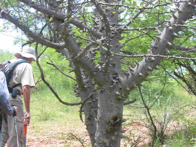 Thorny tree