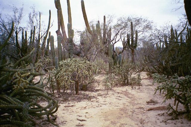 Another view from the confluence point (more cactus)