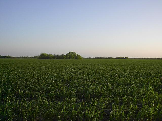 Another view of the same corn field