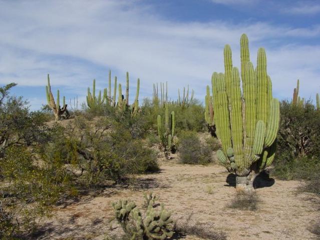 A more picturesque site nearby with giant cardon cactus