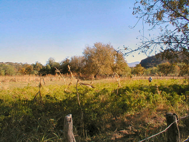 A chile field in the valley