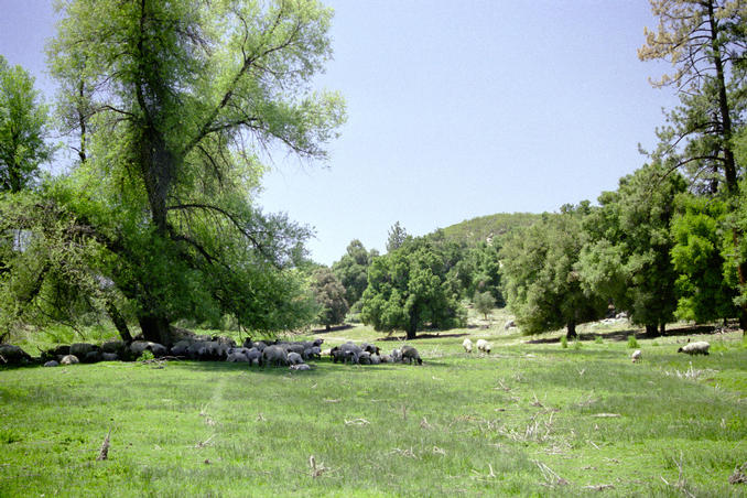 Sheep grazing south of confluence