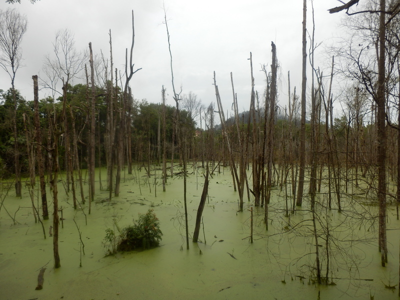 Swamp with Duckweed