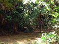 #10: dense tropical vegetation 