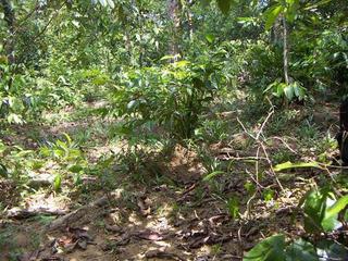 #1: The area of the confluence. The small clearing in the low forest and bush land is about 10 m wide.
