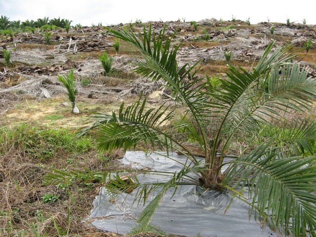 View facing west. The confluence is at the base of the young palm tree in the foreground.