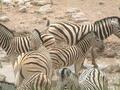 #4: Zebras