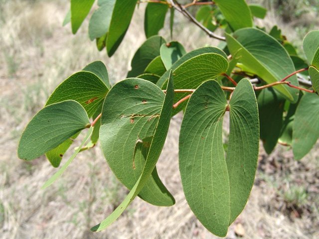 Mopane leaf