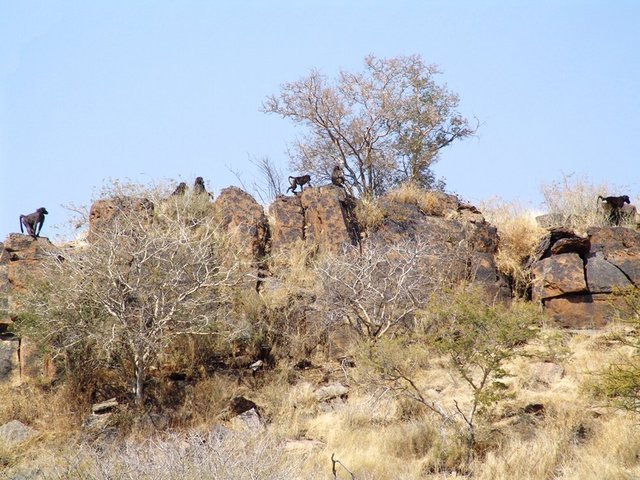 Troop of baboons