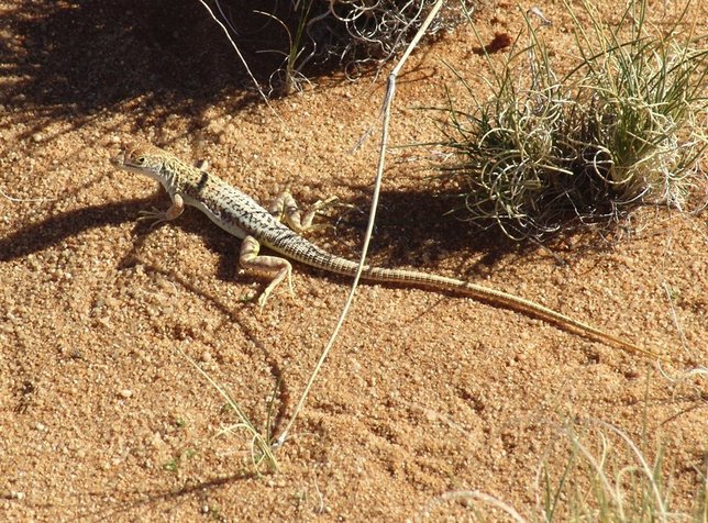 A Wedge-snouted lizard