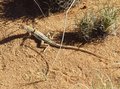 #11: A Wedge-snouted lizard