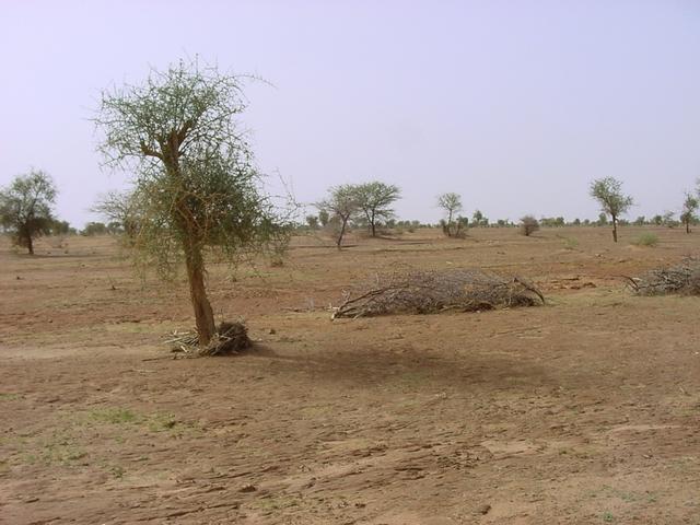 The thorn tree growing from the confluence point
