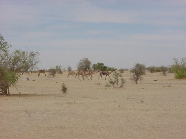 A herd of camels passing to the north of the Confluence