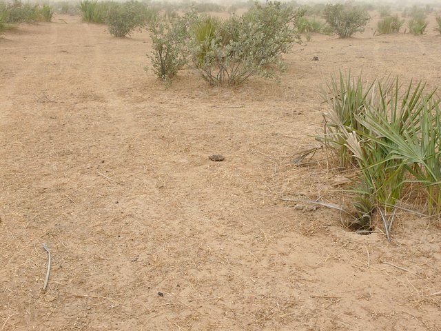 The confluence point marked by a dried cow chip