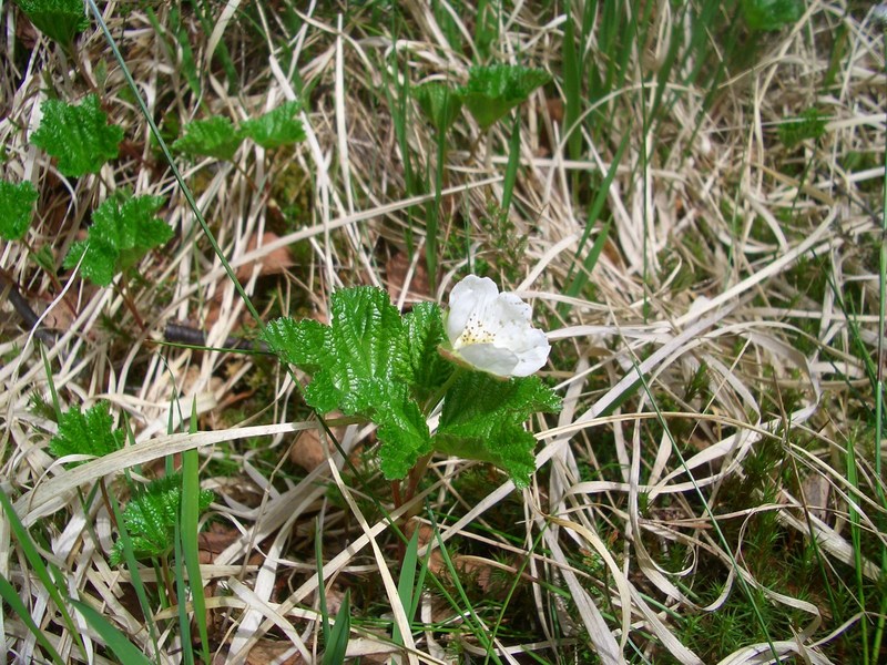 Cloudberry flower
