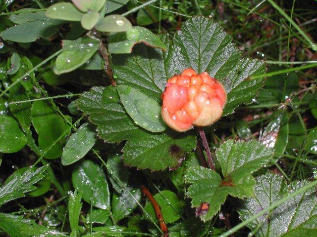 Cloudberry plant. Exclusive and well tasting but not ripe yet.