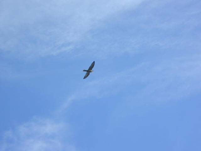 Two hawks and an eagle were circling the confluence.