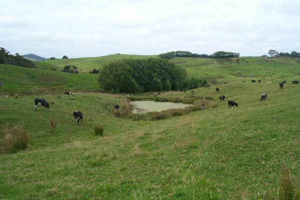 Typical NZ pastoral scene, dairy cows, pasture and a pond