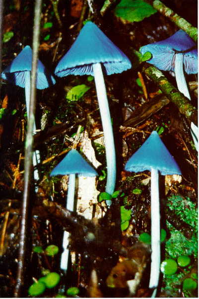 Some nice blue fungi growing nearby