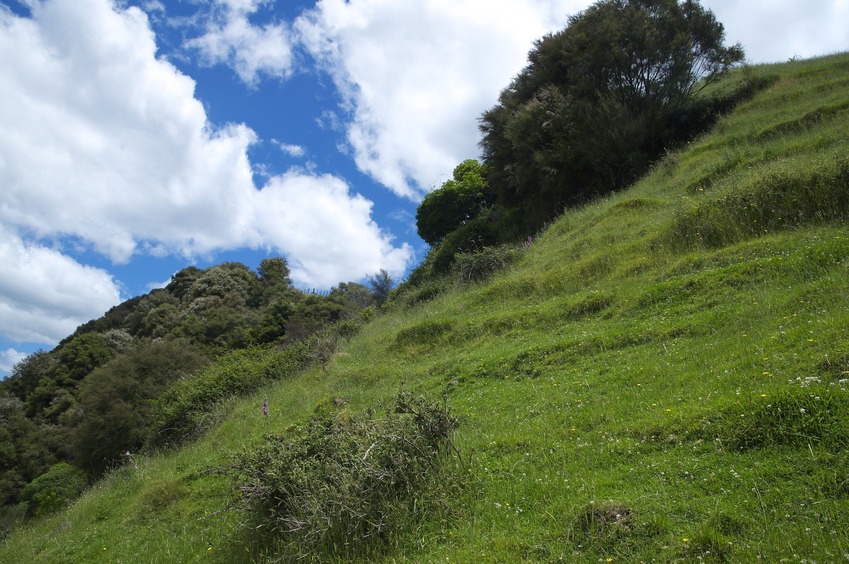 View West (along the steep slope, towards a stand of Manuka/Kanuka)